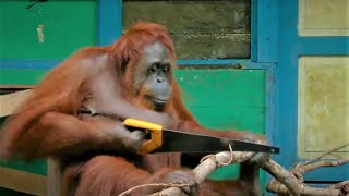 Incredible Orangutan Moments Part 1  Top 5s  BBC Earth [upl. by Emiolhs]