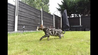 How to DIY Cat Proof Your Garden Fence or Wall [upl. by Akinat]