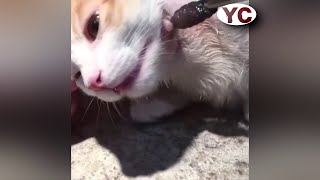 Big Botfly Removal From Animals [upl. by Ludovika891]