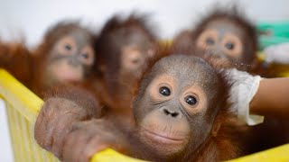 Baby Orangutan Bedtime at the BOS Nyaru Menteng Baby House [upl. by Yendyc12]