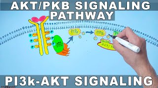 AKTPKB Signaling Pathway  PI3k Signaling [upl. by Notneuq]