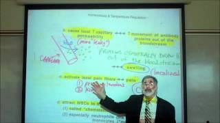 INFLAMMATION FEVER amp ANTIPYRETICS by Professor Fink [upl. by Lisle404]