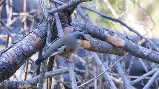 Variegated Laughingthrush  Himachal 4K [upl. by Parhe325]