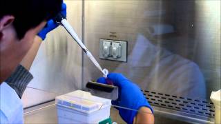 RNA Extraction Tutorial [upl. by Peria]