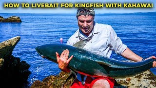 HOW TO CATCH KINGFISH WITH LIVE BAIT KAHAWAI [upl. by Aneloj291]