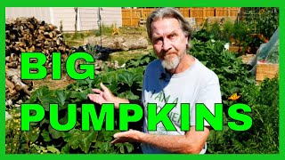 How to Prune Pumpkins for BIGGER Fruit [upl. by Engis]