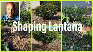 How to Shape Lantana Plants Like Happy Little Trees [upl. by Atikehs]