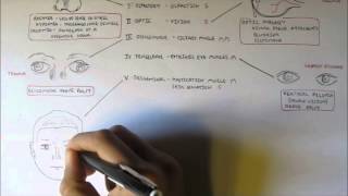 Cranial Nerves  Functions and Disorders [upl. by Corneille]