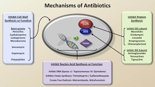 Mechanisms and Classification of Antibiotics Antibiotics  Lecture 3 [upl. by Aihpled671]