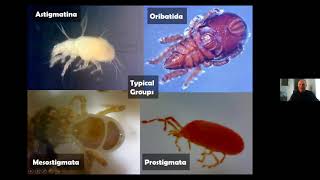 Identifying Mites [upl. by Nwaf]