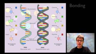 Nucleic Acids [upl. by Lauraine]