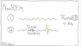 Neuroscience  Sleep Cycle EEG [upl. by Inamik]