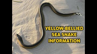 Yellow Bellied Sea Snake Information [upl. by Reyotal]