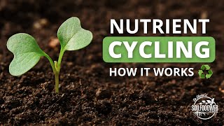 Nutrient Cycling  Soil Food Web School [upl. by Raval342]