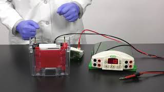 Quick Tips How to Setup a Mini TransBlot Cell for Western Blot Transfer [upl. by Welford]