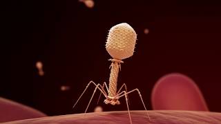 Fighting Infection with Phages [upl. by Nuj]