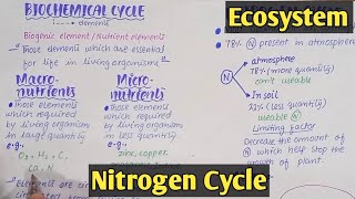 Biochemical cycle  Nitrogen Cycle  Class 12 Biology [upl. by Yael]