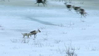 Wolf hunts caribou  Natures Epic Journeys Episode 2 Preview  BBC [upl. by Fachanan]