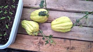 Planting Mirlitons or Chayote Squash [upl. by Schriever773]