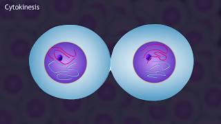 Mitosis and the Cell Cycle Animation [upl. by Gnaht479]