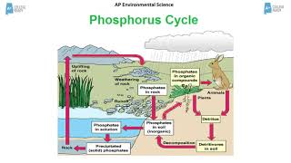 AP Environmental Science Biogeochemical Cycles [upl. by Tezil]