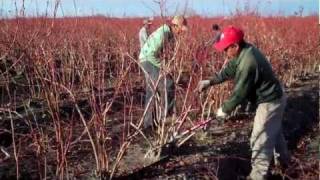 How to Prune Blueberry Bushes  Expert Blueberry Famers Advice [upl. by Martel]