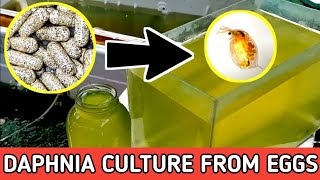 HOW TO HATCH DAPHNIA EGGS  HOW TO CULTURE DAPHNIA [upl. by Giacomo744]