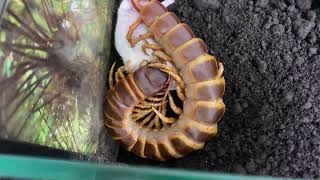 Scolopendra gigantea orange brown form feeding mouse [upl. by Asihtal]