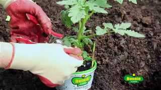 How to Plant Tomatoes [upl. by Ailis]