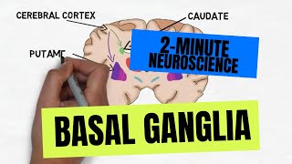 2Minute Neuroscience Basal Ganglia [upl. by Yhtomot575]