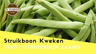 Struikboon Pongo Zaaien  Zo kweek je Struikbonen [upl. by Drofnil]