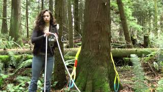 How to Set up for Pulling a Tree or Log in the Woods  Part 1 [upl. by Asaeret]