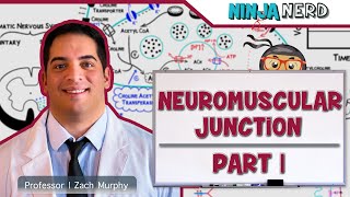 Musculoskeletal System  Neuromuscular Junction  Neuromuscular Transmission Part 1 [upl. by Assirok]