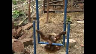 Baby orang utan hits his face [upl. by Hendry]