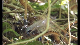 Lyrebird goes crazy mimicking [upl. by Pattani]