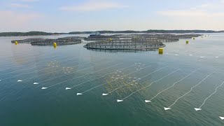 The Future of Ocean Farming Innovations in Aquaculture [upl. by Ontine]