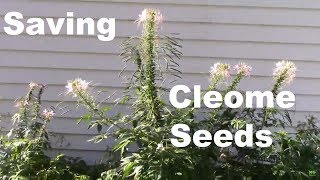 One Tip on How to Save Cleome Seeds AKA Spider Flower [upl. by Aiclid430]