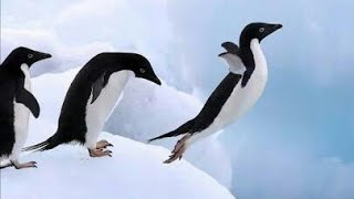 funny penguin sliding on ice [upl. by Royall]