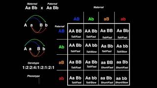 Genetics  Dihybrid Cross Example 2 [upl. by Yssej750]