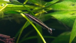 Nannostomus eques or Brown pencilfish [upl. by Eek710]