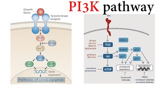 Pi3k Pathway [upl. by Ssur]