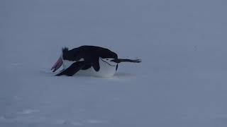 Chinstrap penguin perambulates on its belly [upl. by Oruntha]