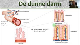 Bio  Voedingsstoffen opnemen  Opbouw dunne darm darmvlokken en darmplooien  Voedsel 4 [upl. by Inalej]