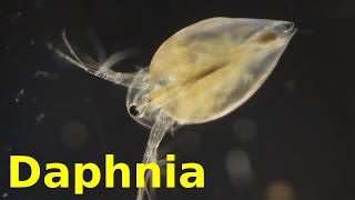 Daphnia [upl. by Kusin]