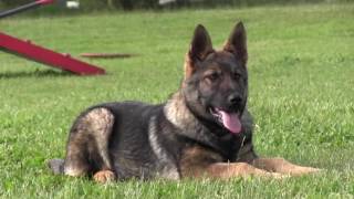 Best German Shepherd Puppy Training [upl. by Linad25]