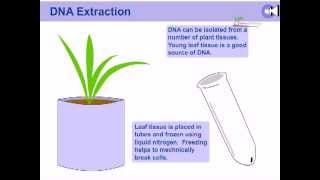 DNA extraction from plants [upl. by Buttaro912]