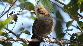 Rufouschinned laughingthrush [upl. by Lleuqram]