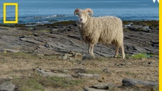 La course aux moutons sauvages au RoyaumeUni [upl. by Nancey472]