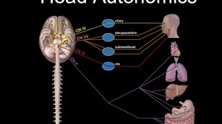 Cranial Nerves and Autonomics [upl. by Demetria]