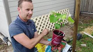 How to plant a grape vine [upl. by Forland]